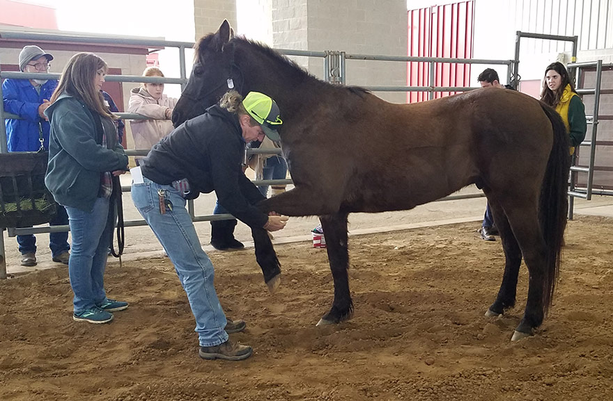 Todd Hezeau at the 2020 convention showing horse massage